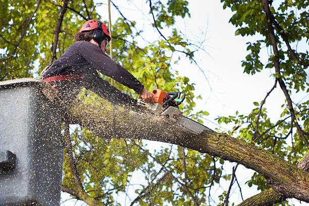 Tree and Shrub Care in Springmont, PA